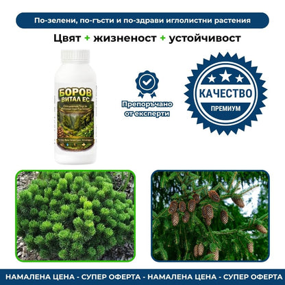 Боров Витал ЕС