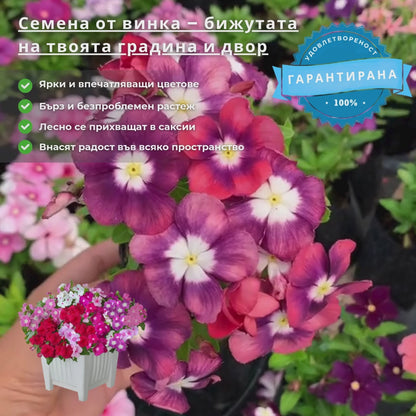 Ексклузивни семена от винка