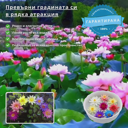 Семена от лотос