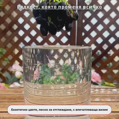 Семена от лотос